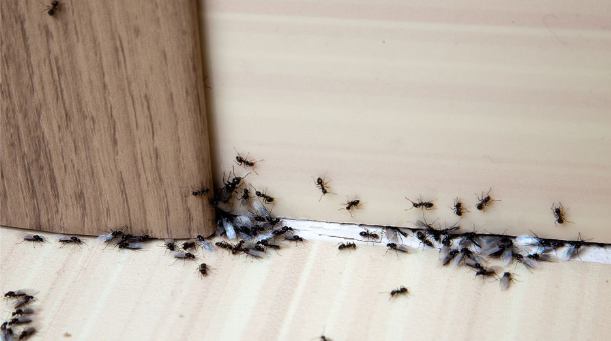 How to remove walking insects from the house