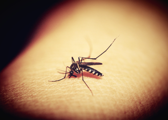 Μέτρα προστασίας από τα κουνούπια