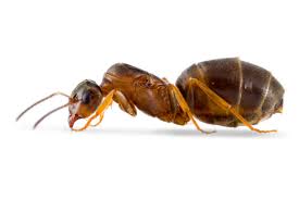 Lasius emarginatus