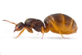 Lasius flavus