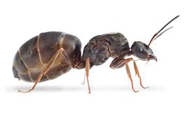 Lasius niger